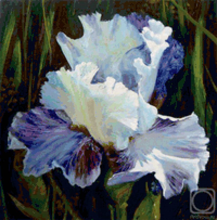 Ирис голубой - цветок, ирис, голубой - предпросмотр