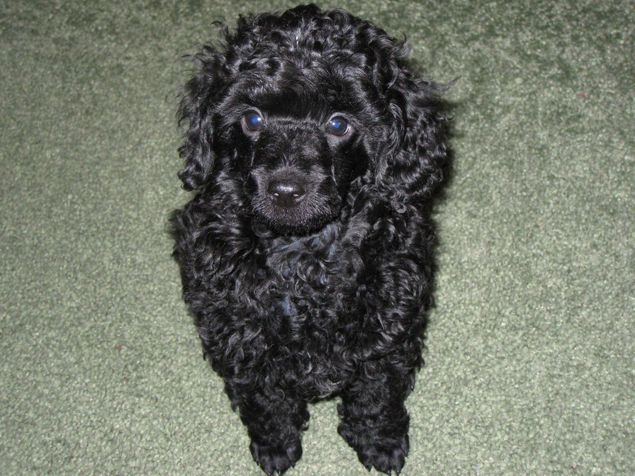 карликовый пудель - собаки - оригинал