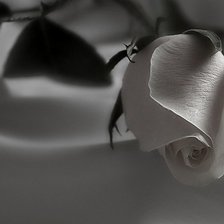 Схема вышивки «роза»