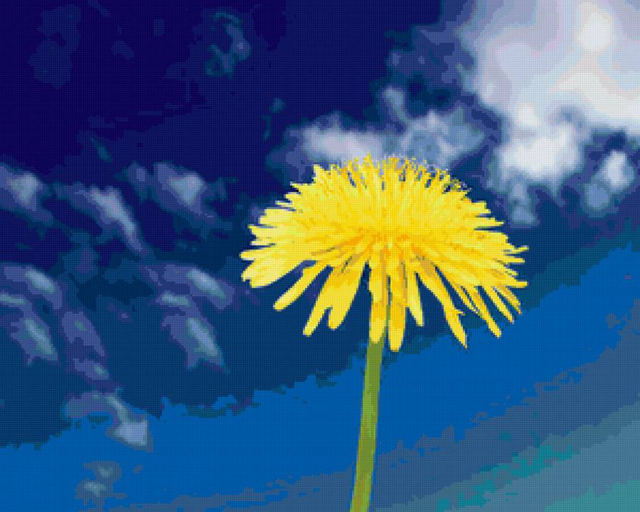 полевые цветы,одуванчик - цветы - предпросмотр