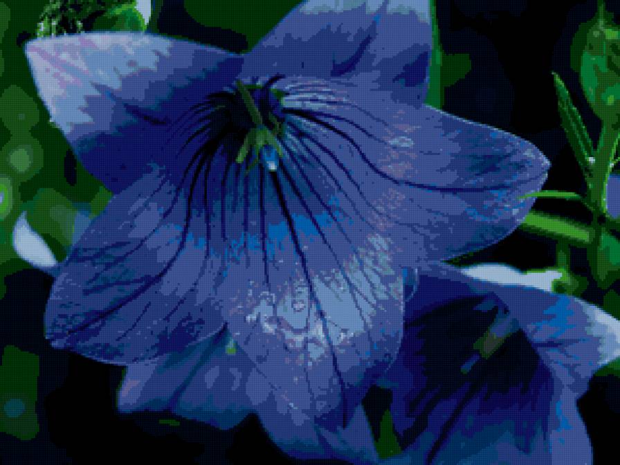 полевые цветы - цветы - предпросмотр