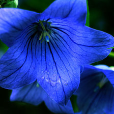 Схема вышивки «полевые цветы»