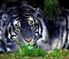 Схема вышивки «животные»