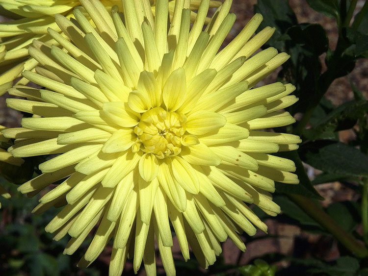 нежный цветок - цветы - оригинал