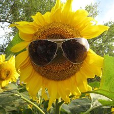 Схема вышивки «Чёткий Подсолнух!»