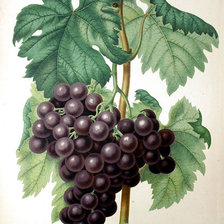 Схема вышивки «черный виноград»