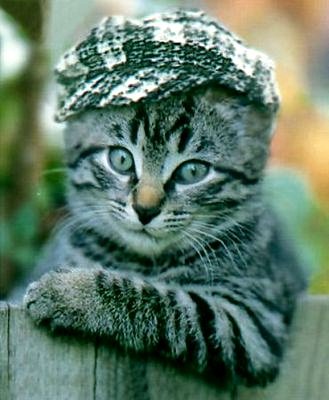 Шкет - кот, юмор - оригинал