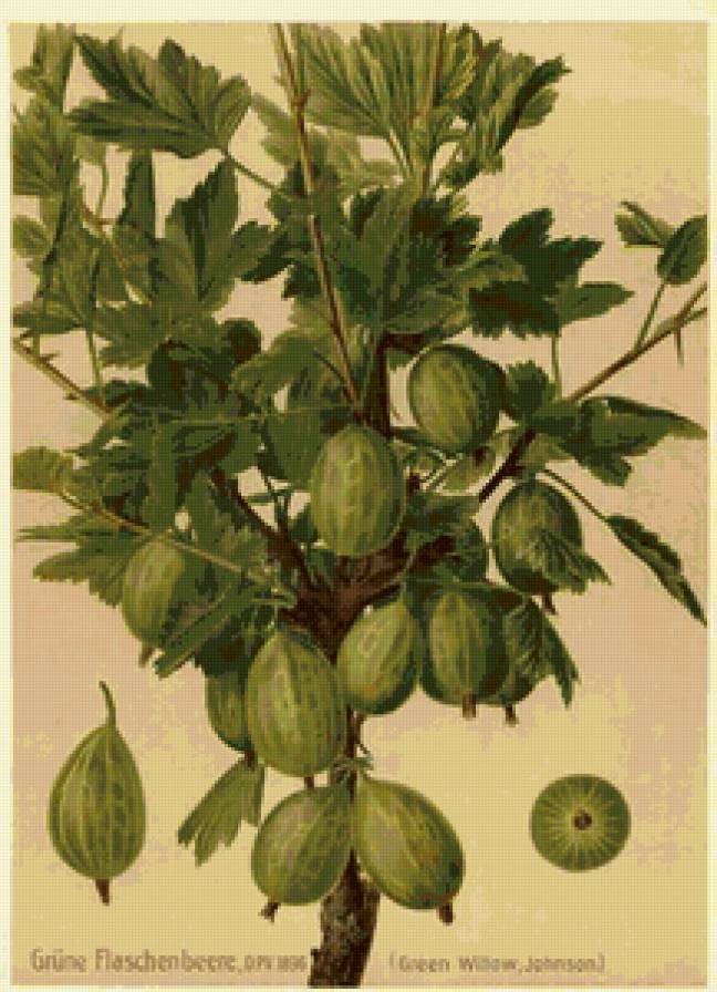 крыжовник - картина, кухня - предпросмотр