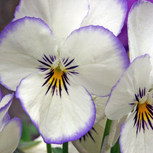 Схема вышивки «нежные цветочки»