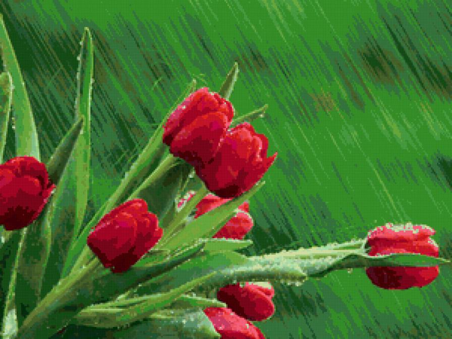 букет тюльпанов - букет, цветы, тюльпаны - предпросмотр