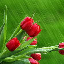 Схема вышивки «букет тюльпанов»