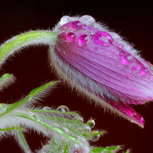 Схема вышивки «тюльпанчик»