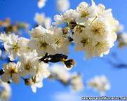 весна - природа - оригинал