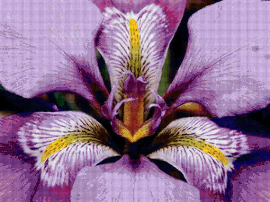 ирис - цветок, ирисы - предпросмотр