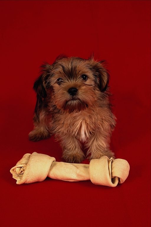 №25843 - собаки - оригинал