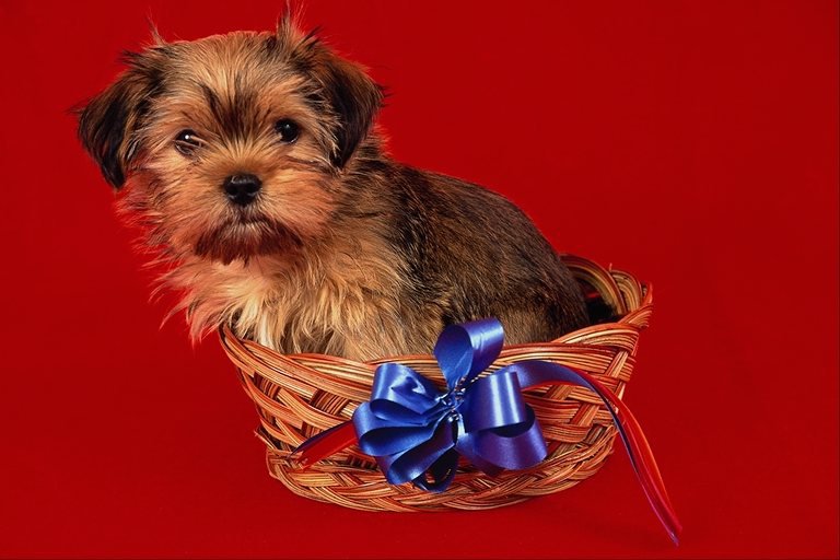 №25855 - собаки - оригинал