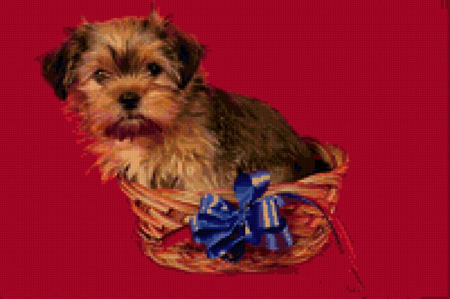 №25855 - собаки - предпросмотр