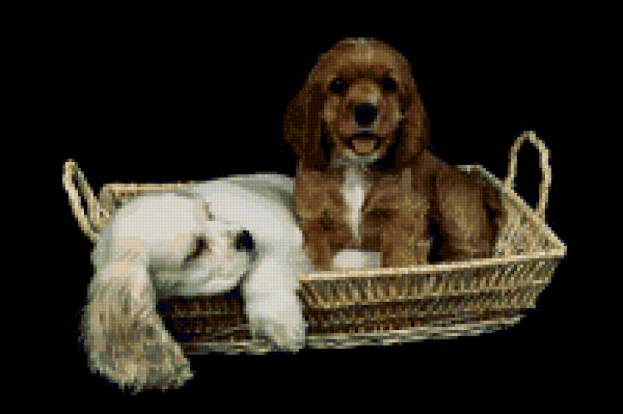 №25861 - собаки - предпросмотр