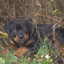 Схема вышивки «№25868»