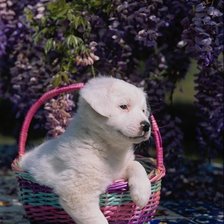 Схема вышивки «№25871»