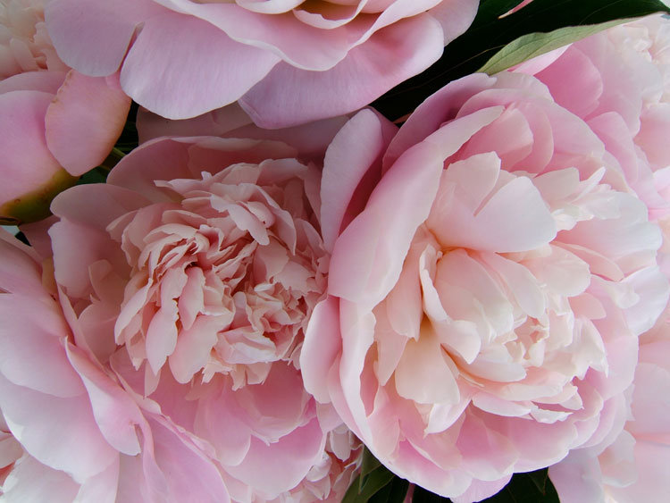 пионы - цветы, букет, пионы - оригинал