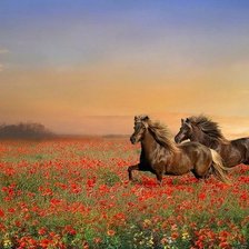 Схема вышивки «кони»