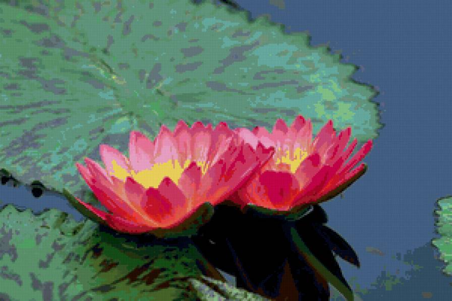 цветы на воде - цветы - предпросмотр