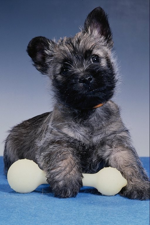 №26332 - собаки - оригинал