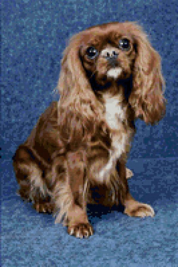 №26333 - собаки - предпросмотр