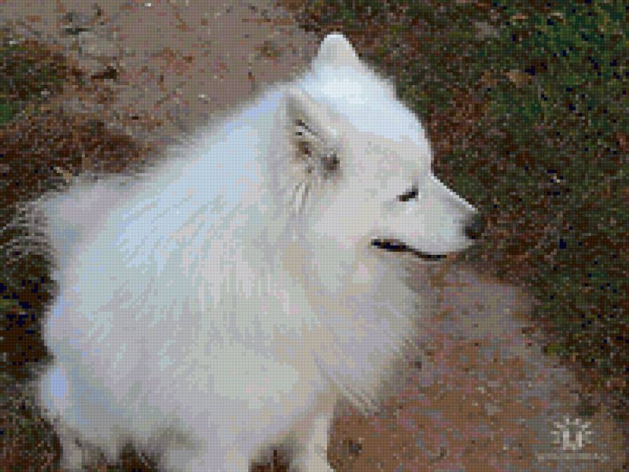 Лайка - собака - предпросмотр