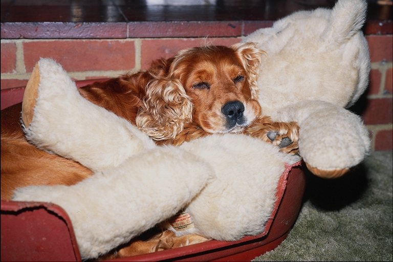 №26359 - собаки - оригинал