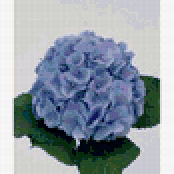 гортензия голубая - предпросмотр