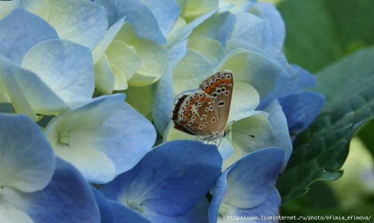 гортензия и бабочка - оригинал