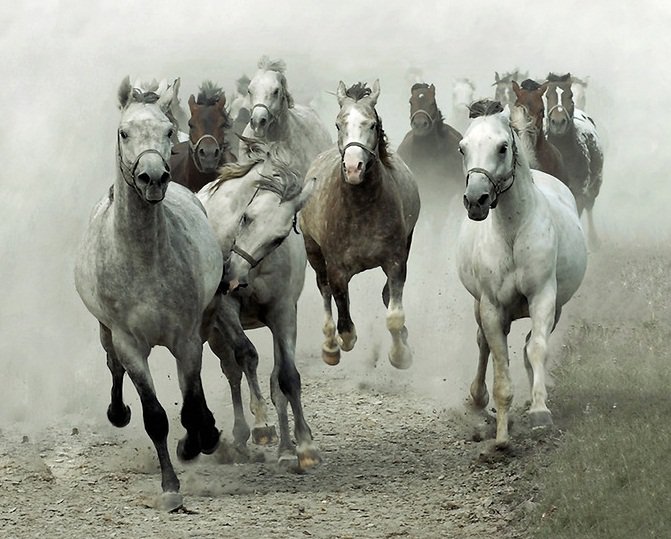 Табун - конь, лошади - оригинал