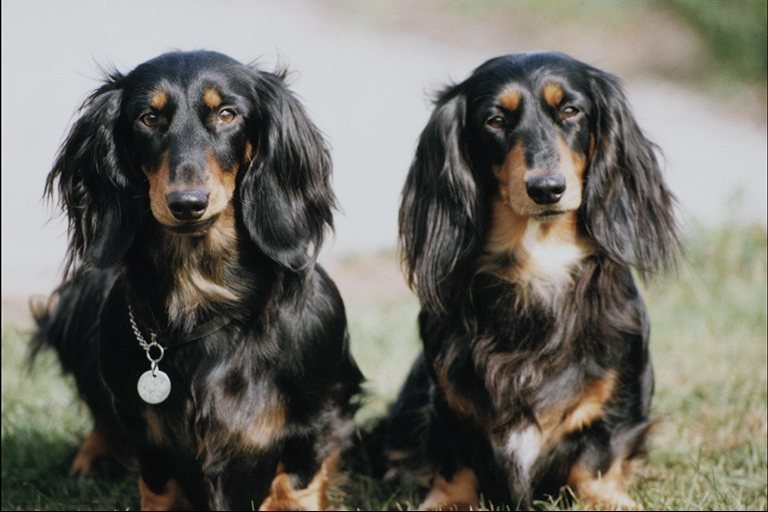 №26447 - собаки - оригинал