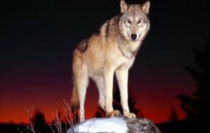 Волк - природа, животные - оригинал