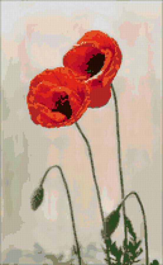 Маки - цветы, маки - предпросмотр