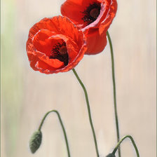 Схема вышивки «Маки»