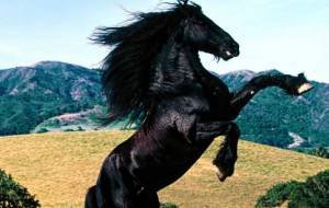 конь - природа, животное - оригинал