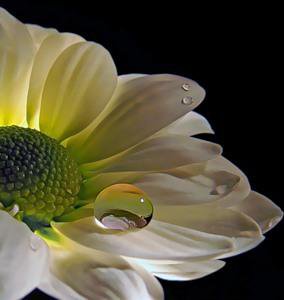 цветок - цветок - оригинал