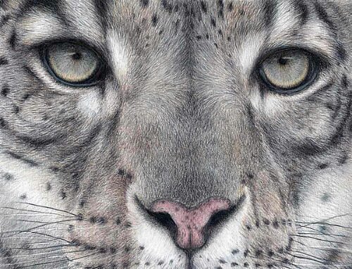 Взгляд - звери, животные - оригинал