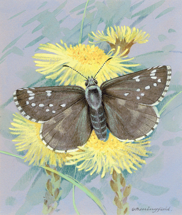 Бабочка - бабочка - оригинал