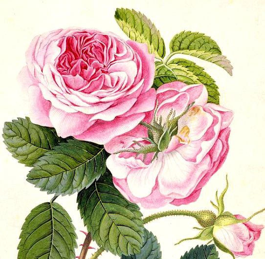 №27136 - розы, букет, цветы, ваза - оригинал