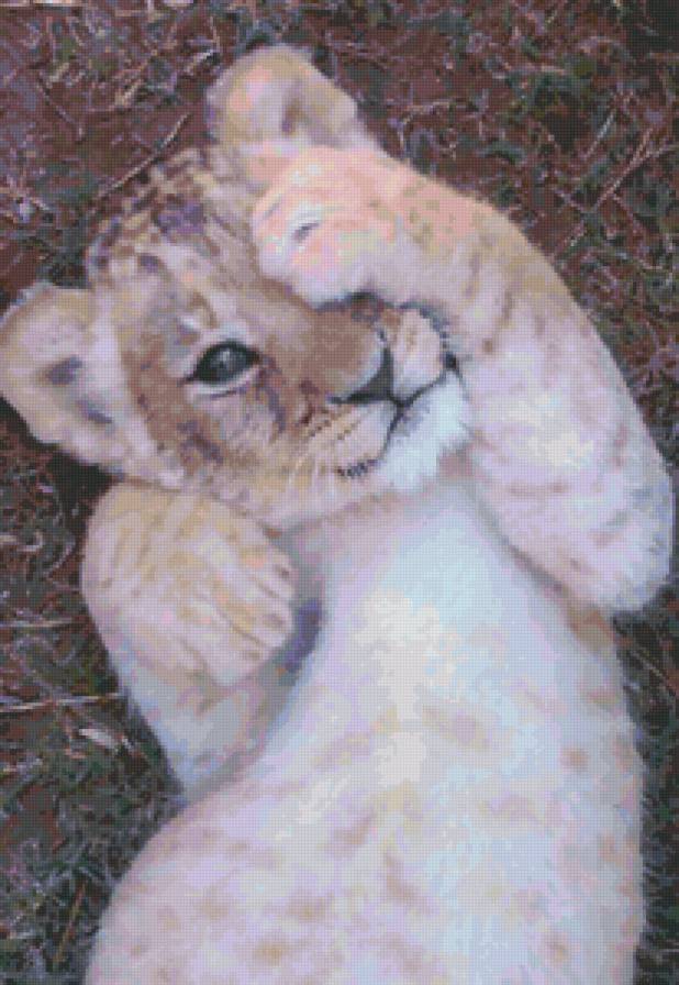 спрятался - хищник, львы, животные - предпросмотр