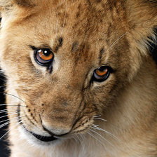 Схема вышивки «львенок»