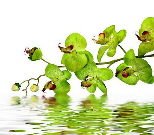 орхидея - цветы, орхидея - оригинал