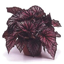 Схема вышивки «№27480»