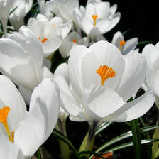 Схема вышивки «белые цветы»