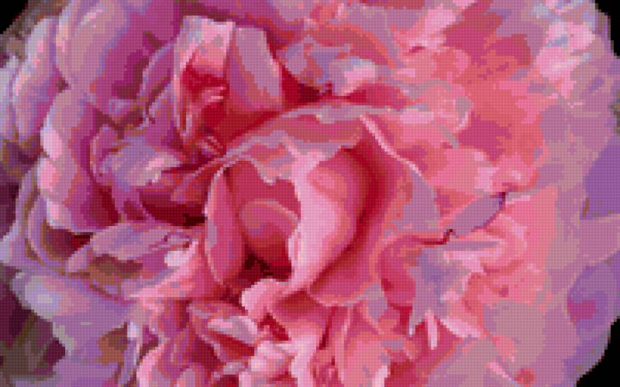 гвоздика - гвоздика, цветы, цветок - предпросмотр