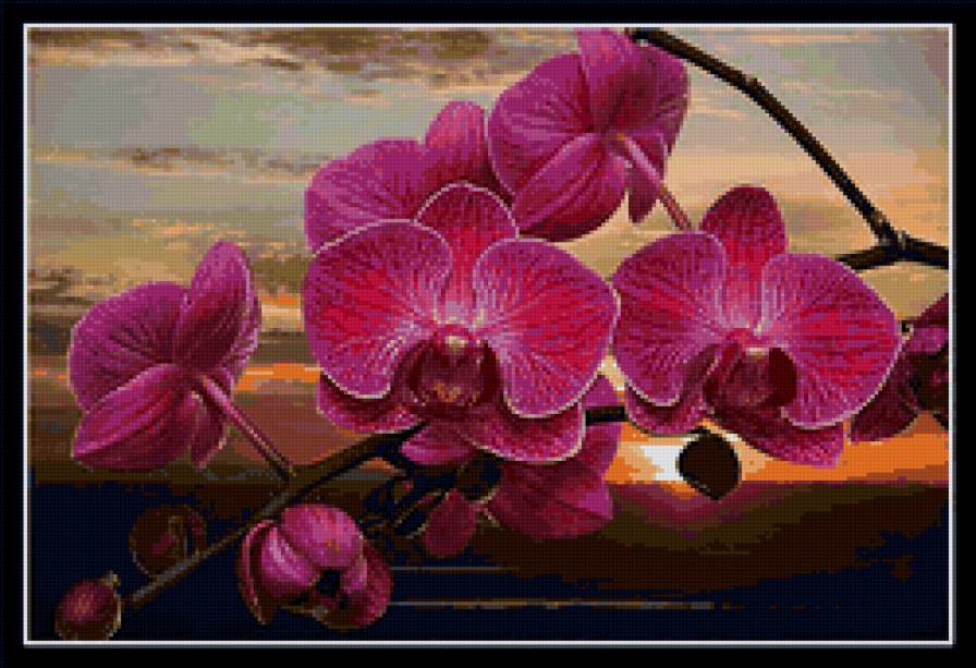 орхидея - орхидея, цветы - предпросмотр